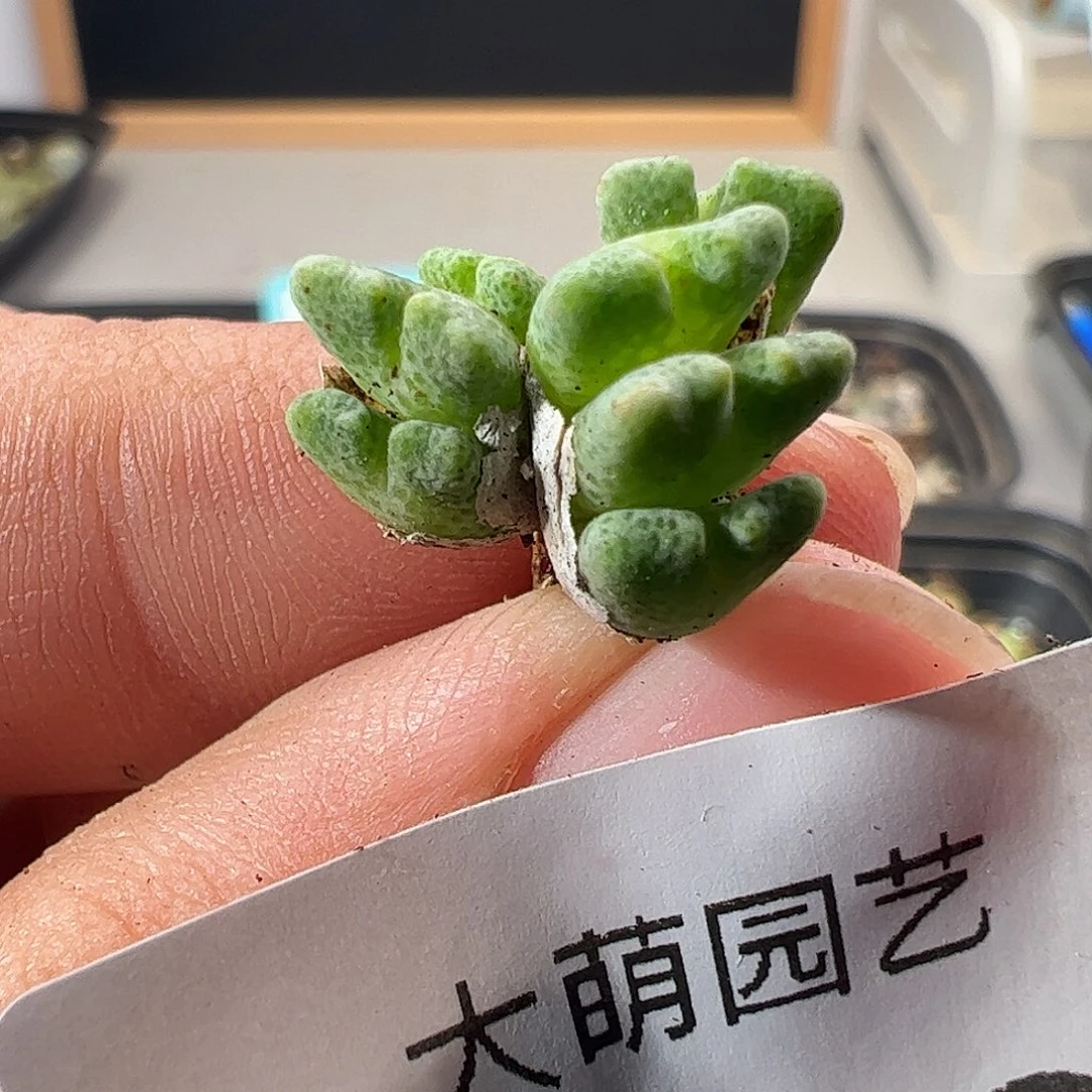 一物一拍园艺ARM714B鹿角斑马。870