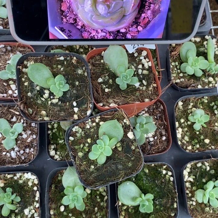 标214玉骨3珍妮一个量拍