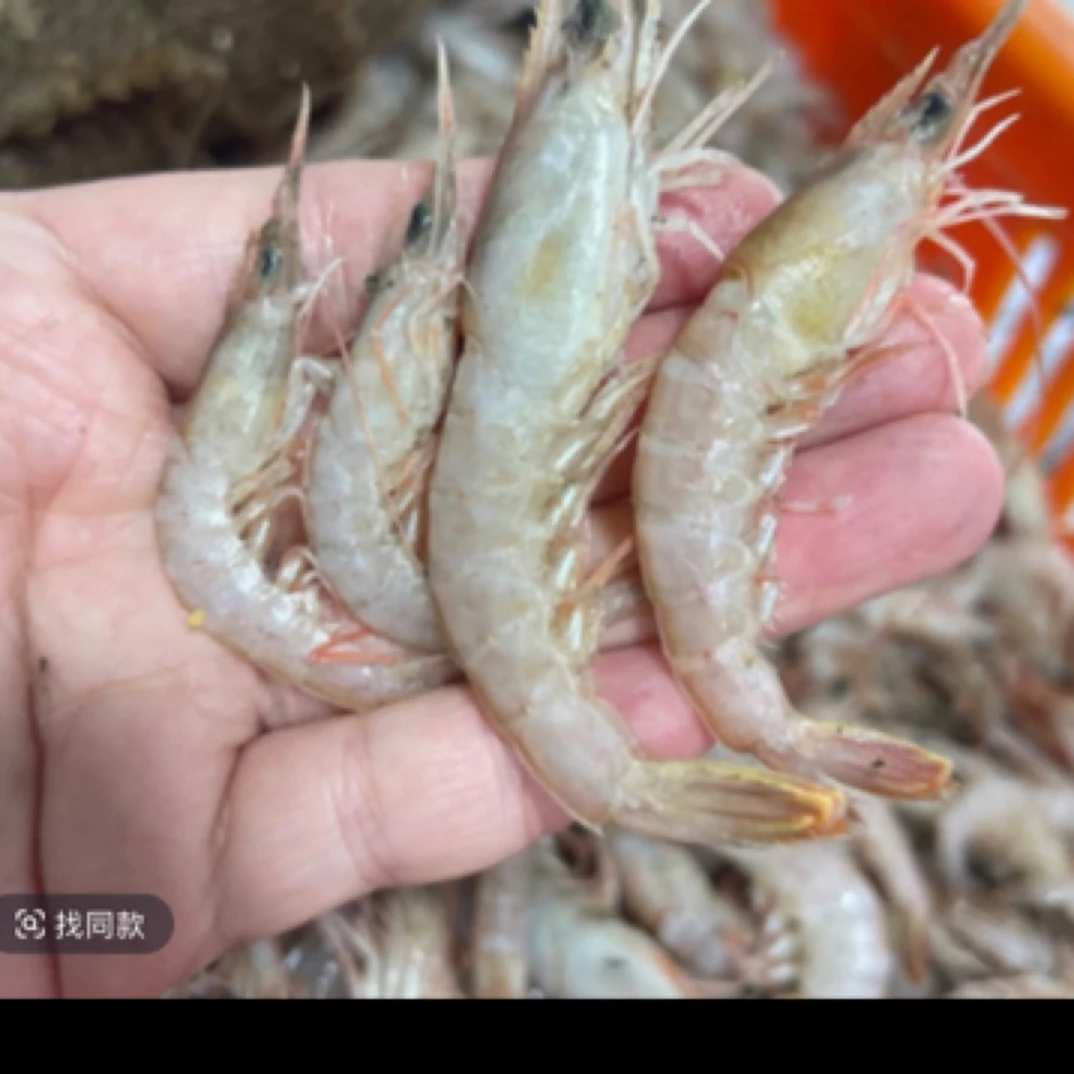 大连当地野生灯笼红虾  大小都有 小虾种 顺丰快递 干冰发货