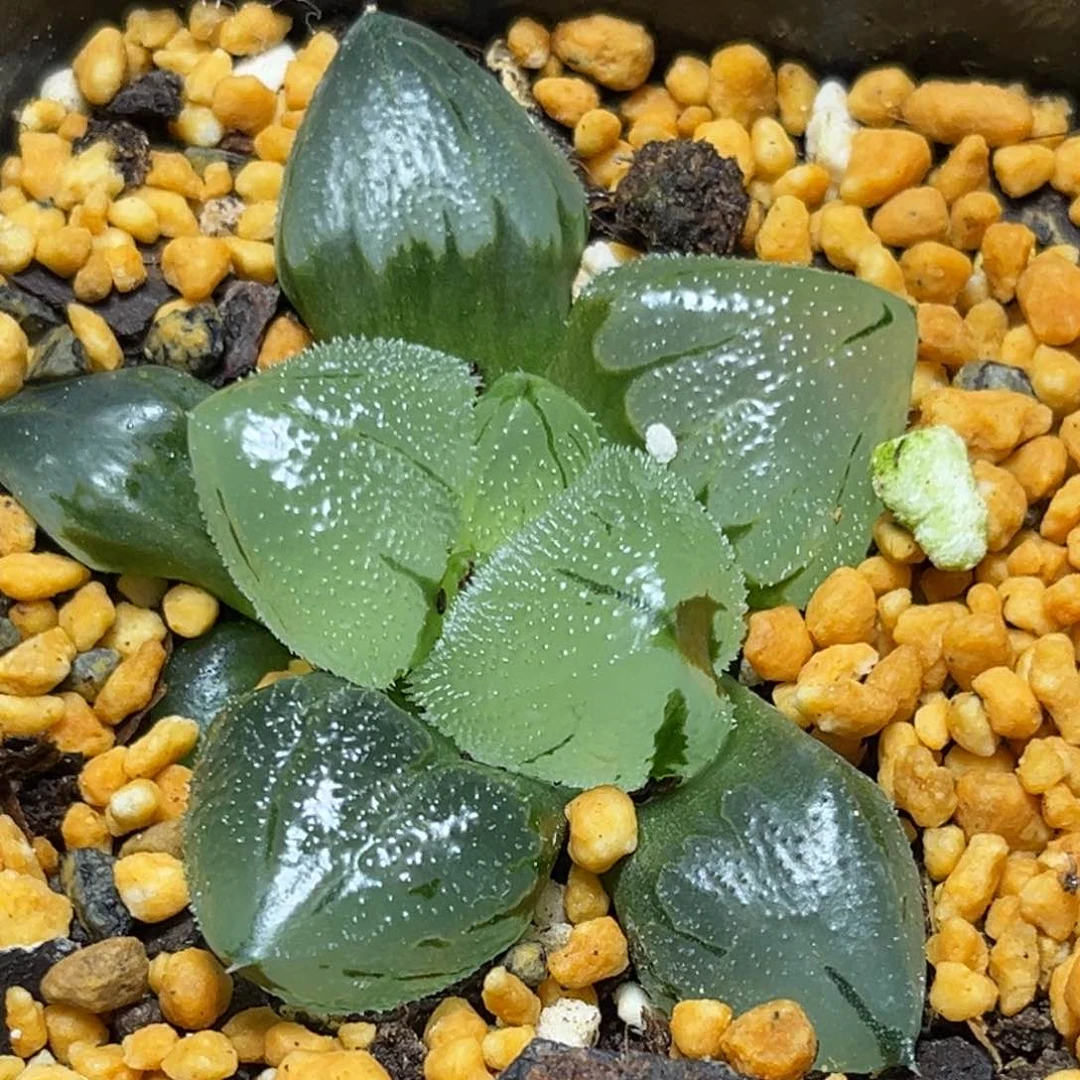 恭喜发财大吉大利828