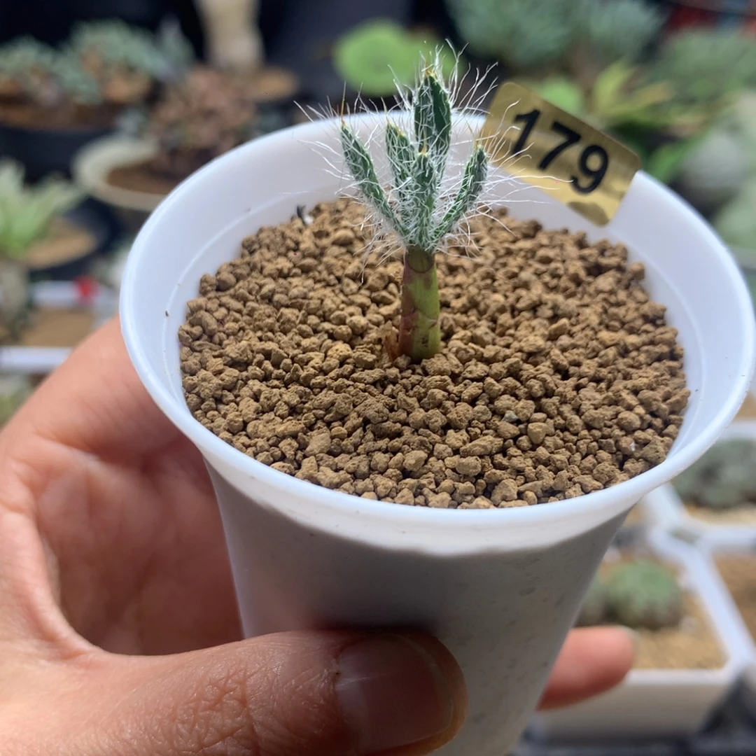 金刚钻弹簧草带盆多肉