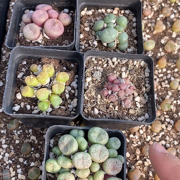 18641一组肉锥群生