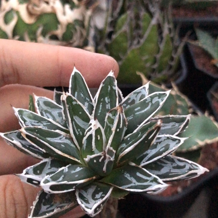 S*S姬浓白世之雪龙舌兰