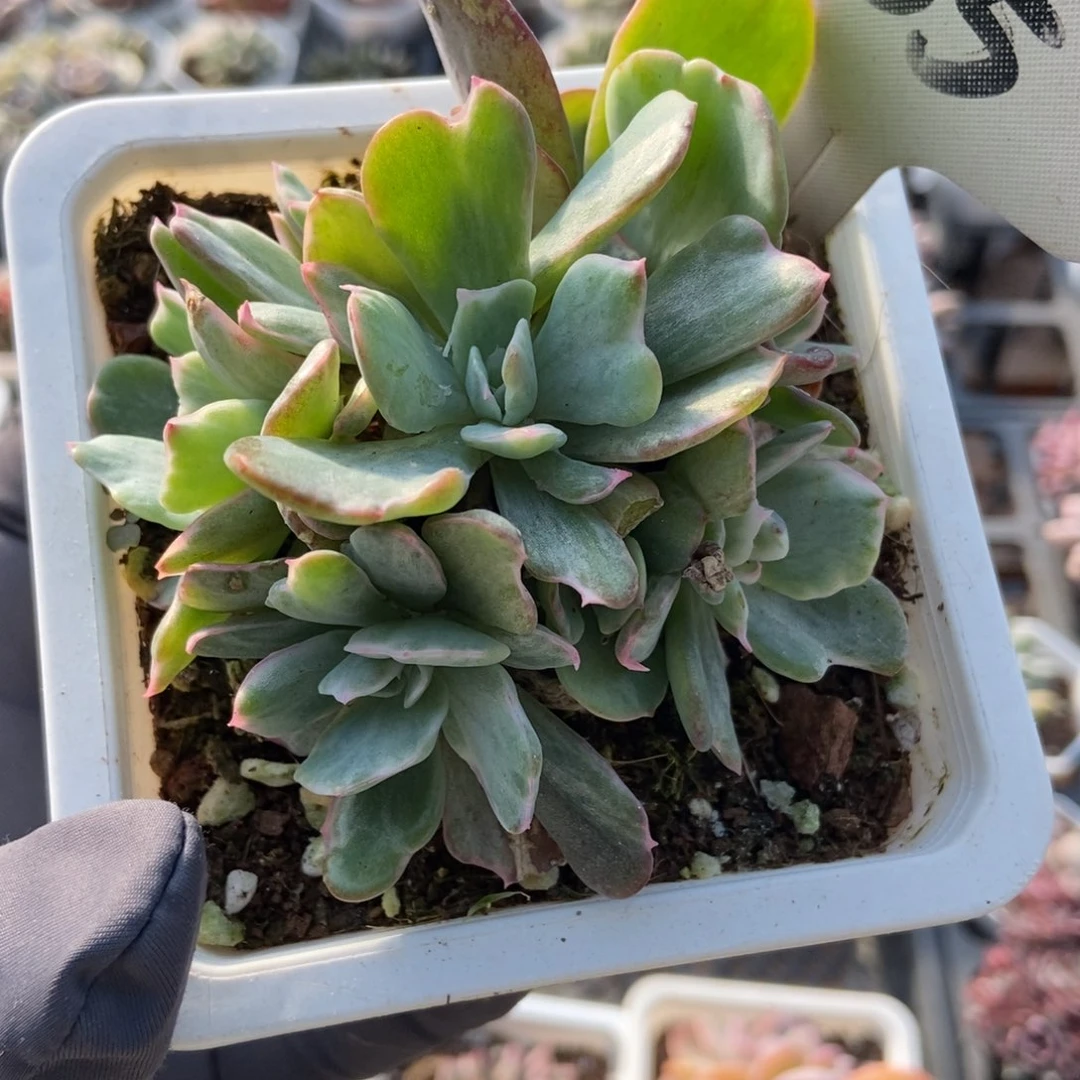 455伯克利锦多肉植物