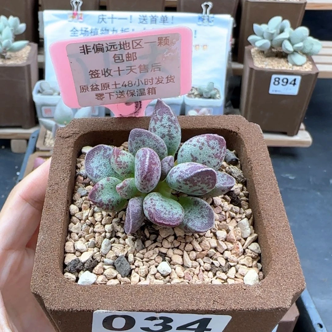 034艾薇多肉植物