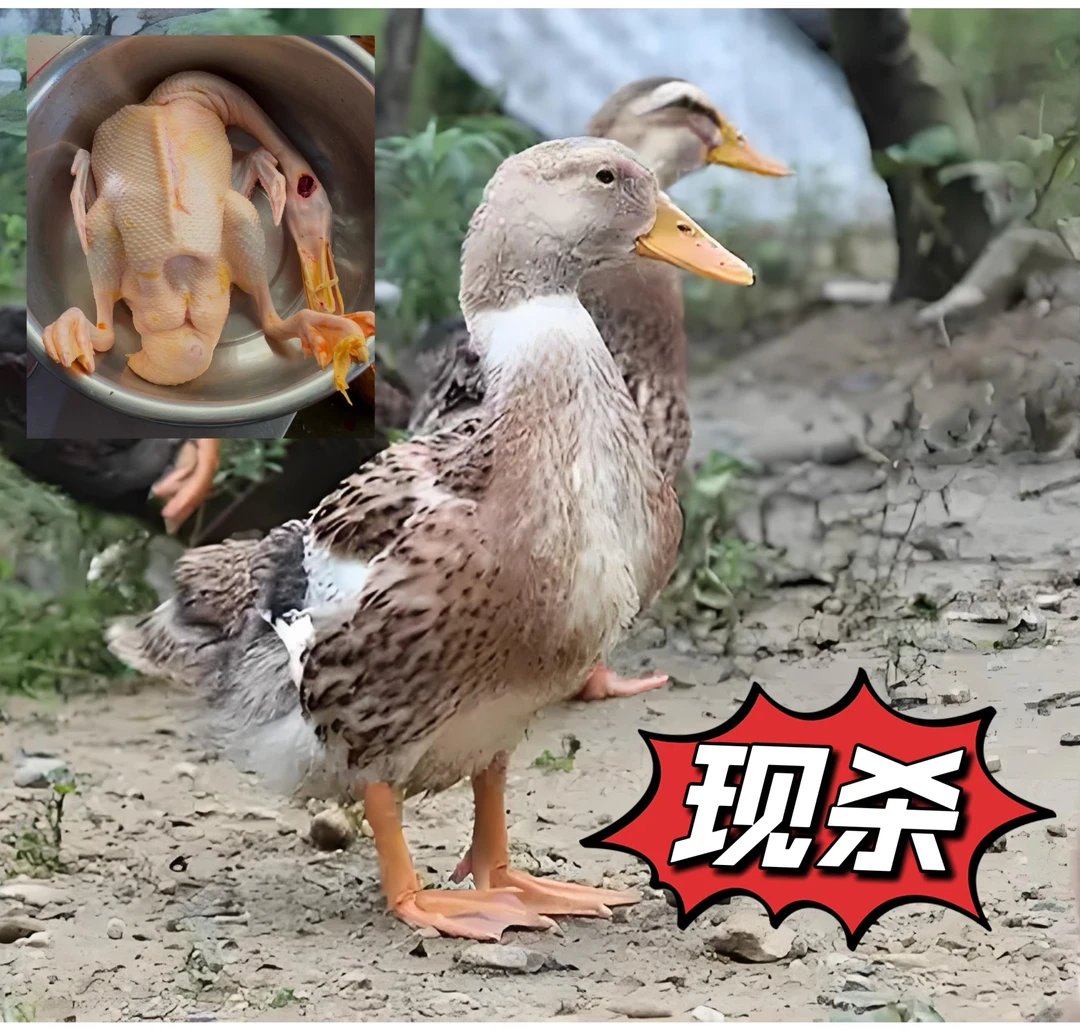 【鸭】自然生长五谷喂养新鲜宰杀麻鸭 顺丰冷链