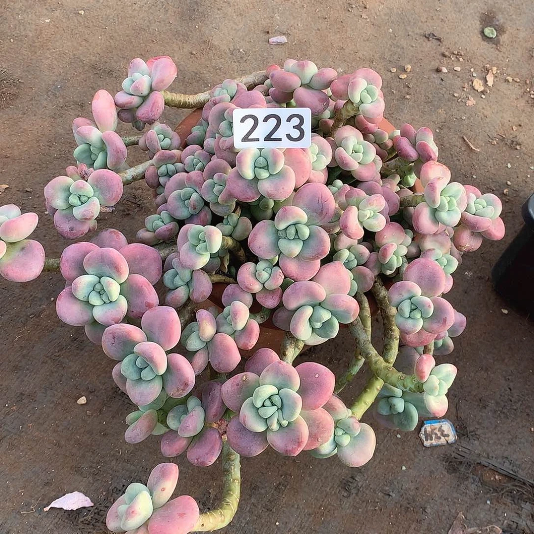 223洛神一物一拍多肉