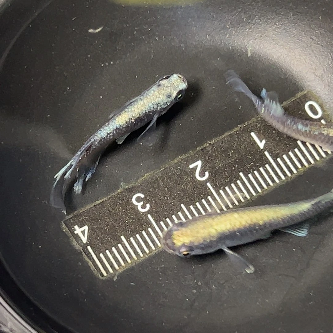 海水黑干支一组30