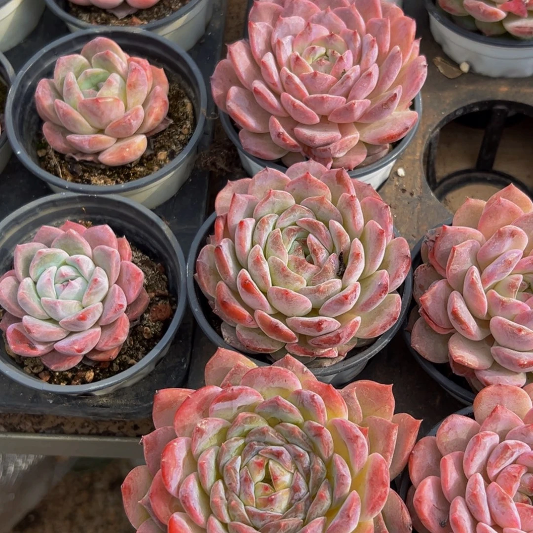 清***语564点点滴滴代代相传从