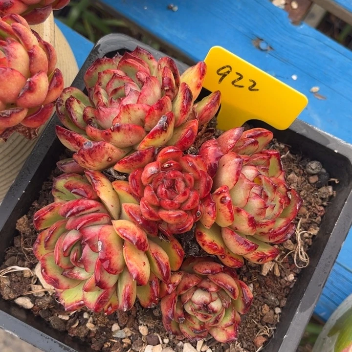 ****朵922多肉57.088870000000