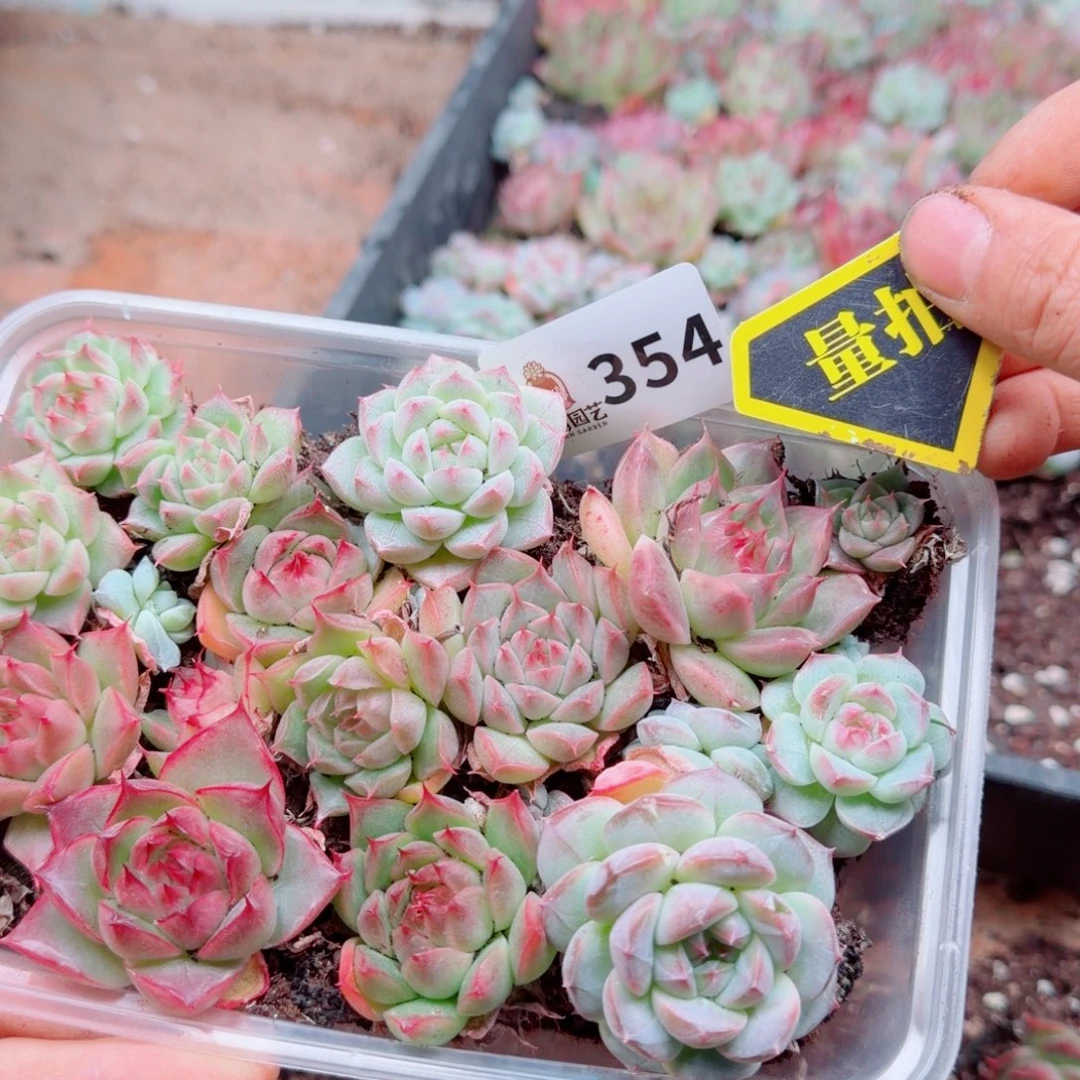 多肉植物多肉植物