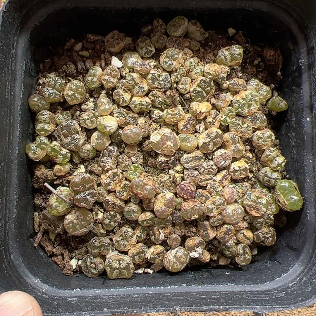 【闪购商品】173 勋章