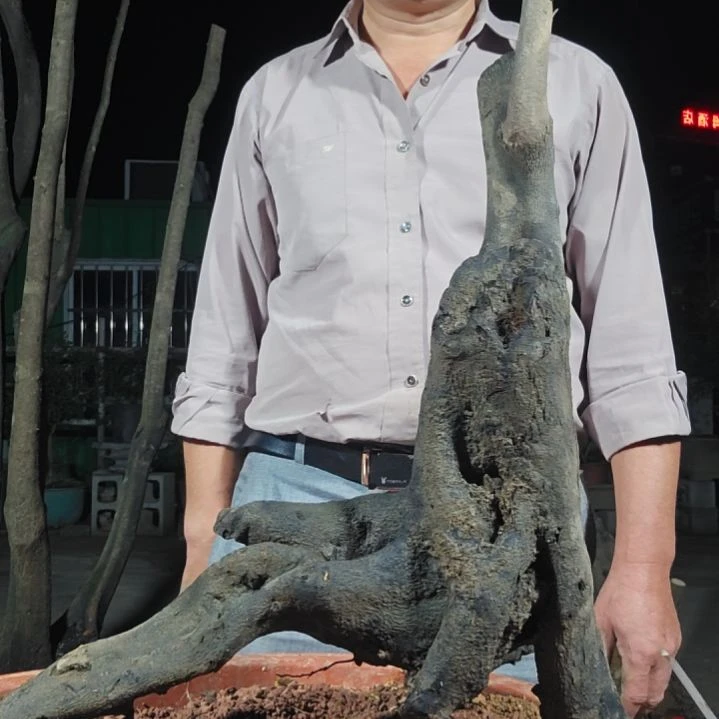 J***号无花朵金单子当前无花果