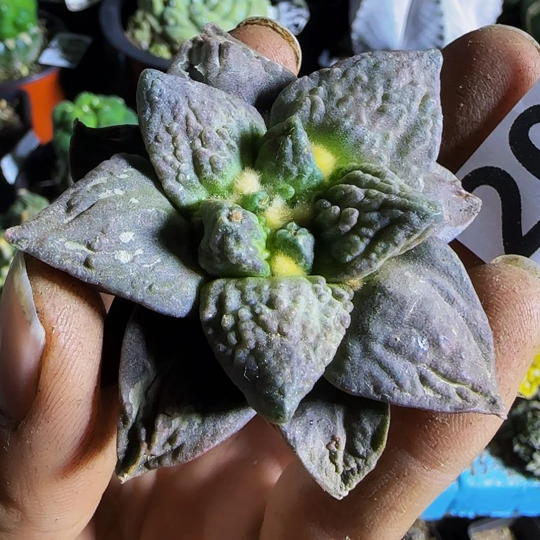 哥怒208刚出根的