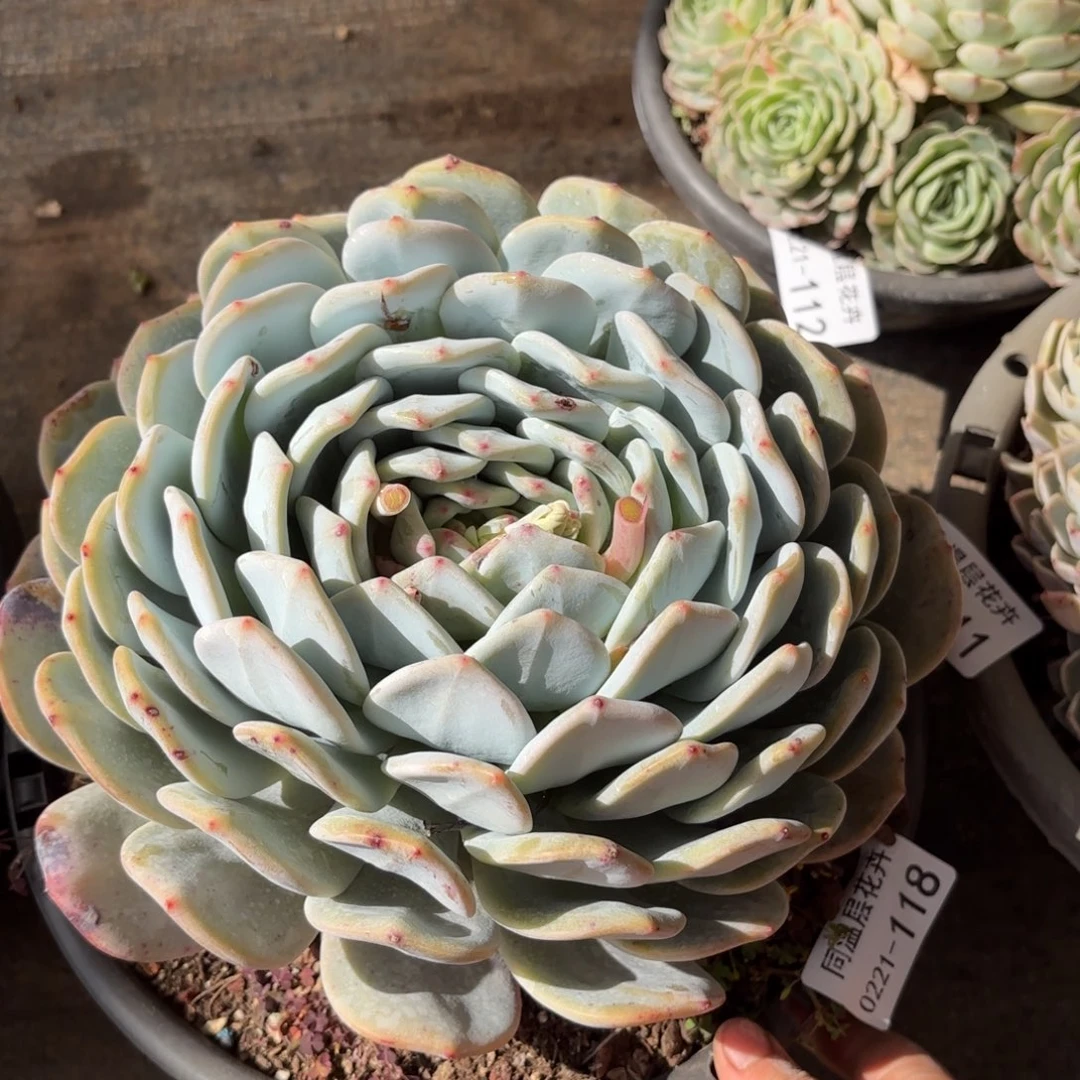 同温层多肉橙子118