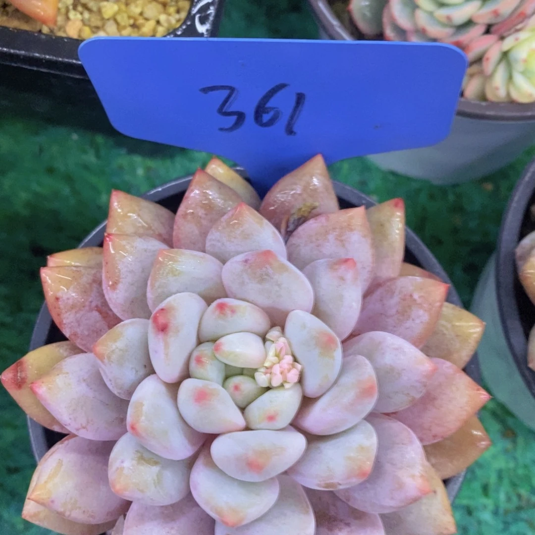 开心多肉，首播福利3