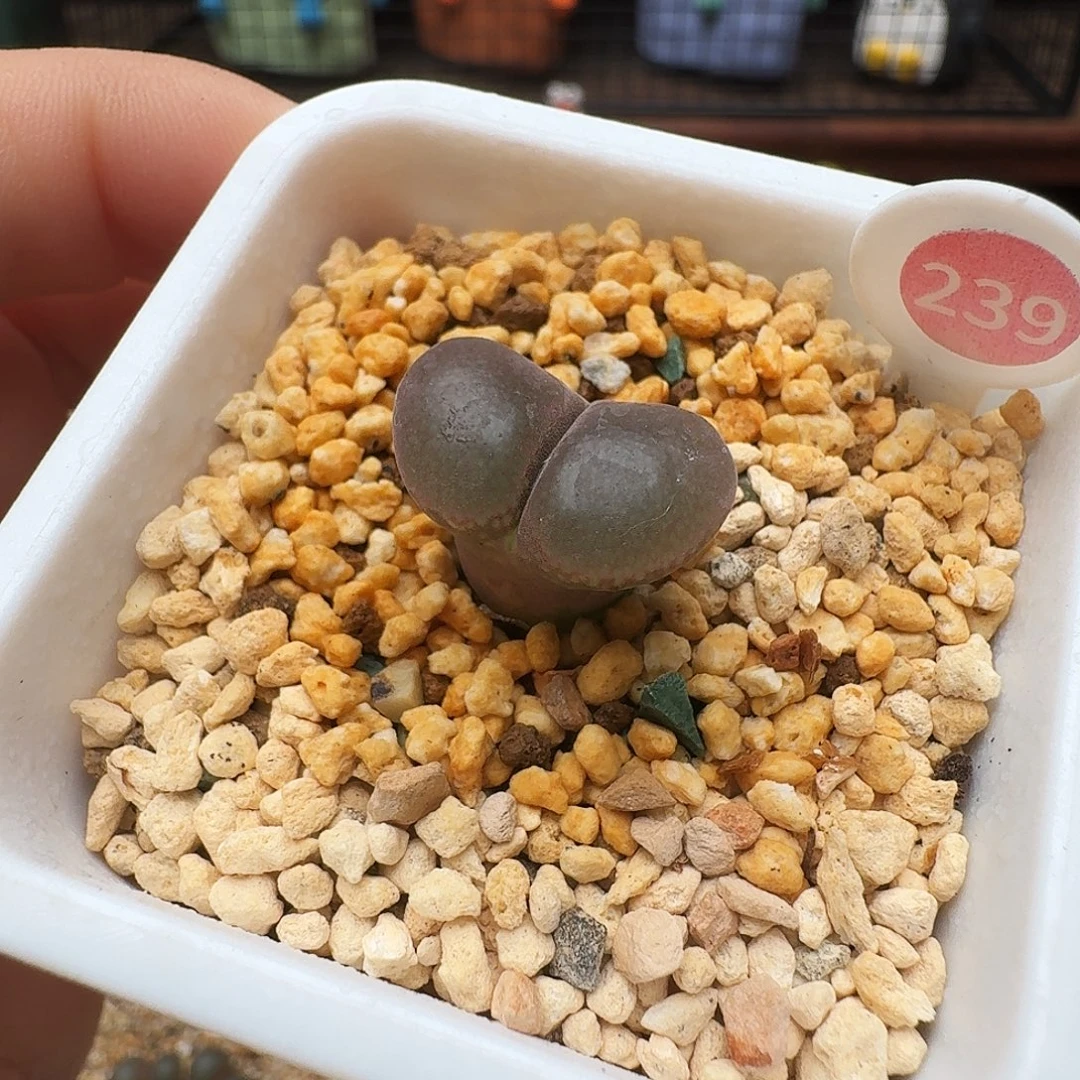 多肉植物福利风铃239