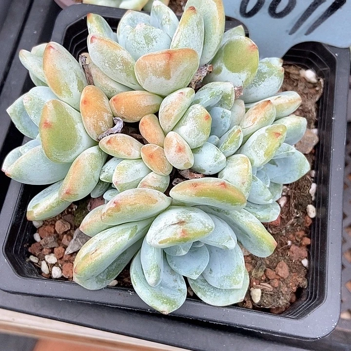 多肉植物冷香6071多肉