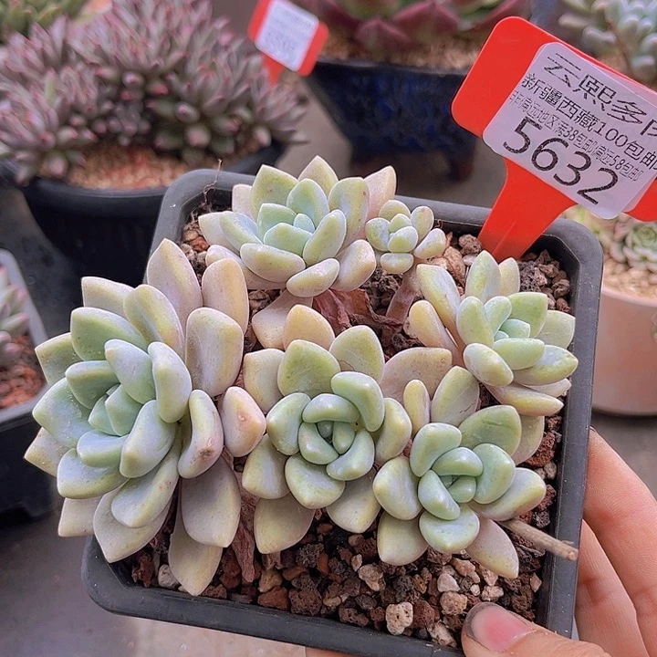 5632克洛伊。