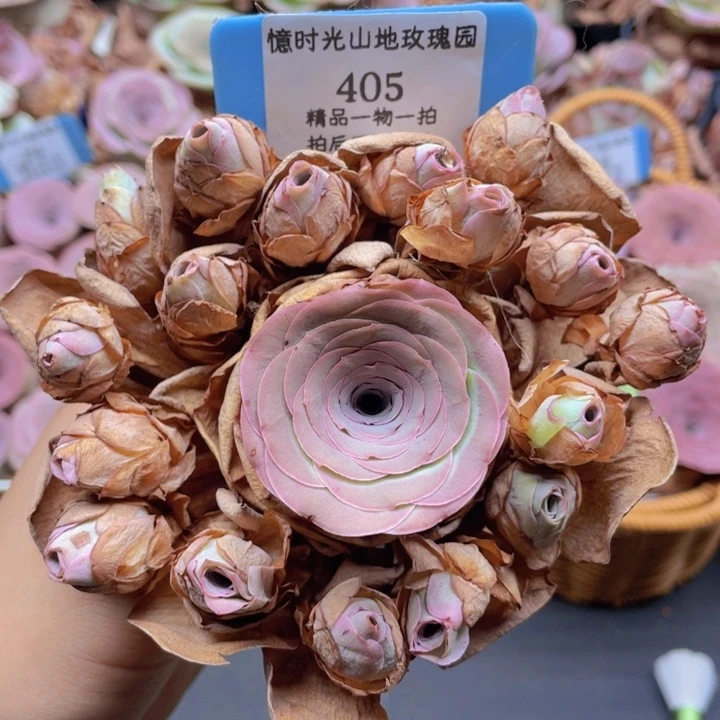 山地玫瑰405断枝不包损不售后