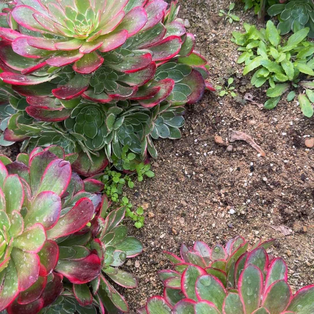 艾*黑魔锦寄养费用。多肉植物