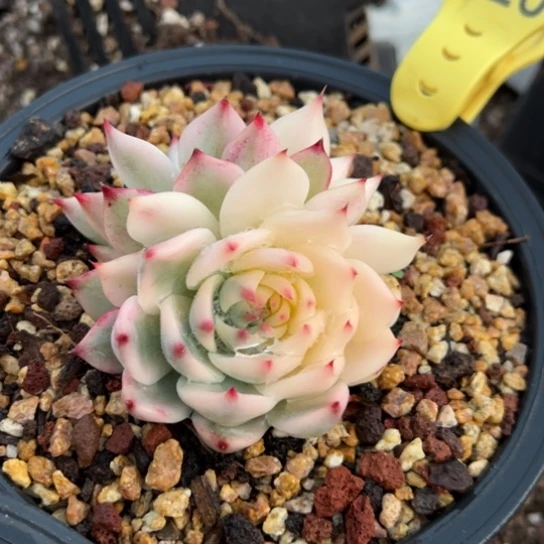 220惊鸿仙子 夏鸣园艺