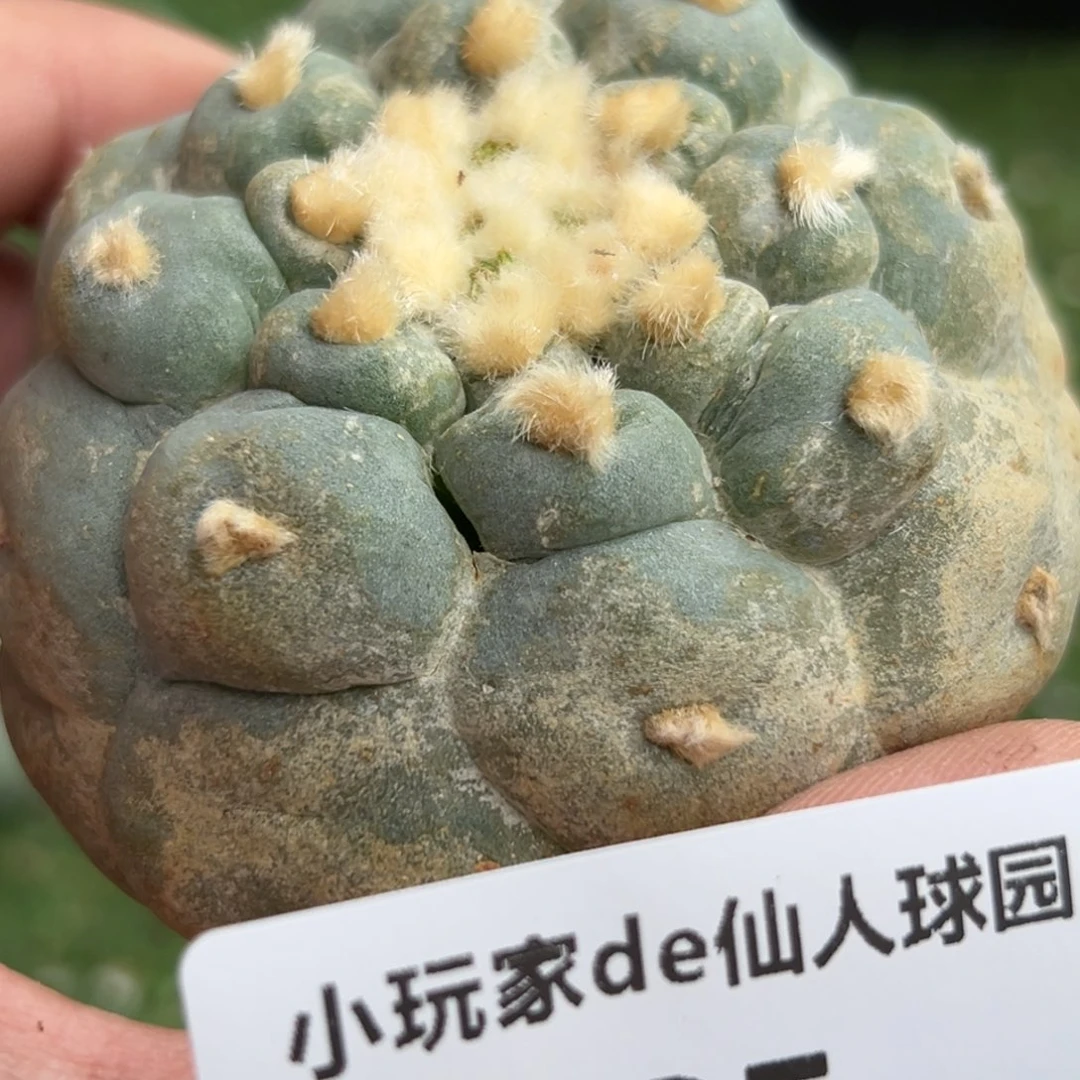 585 仙人球的海鲜