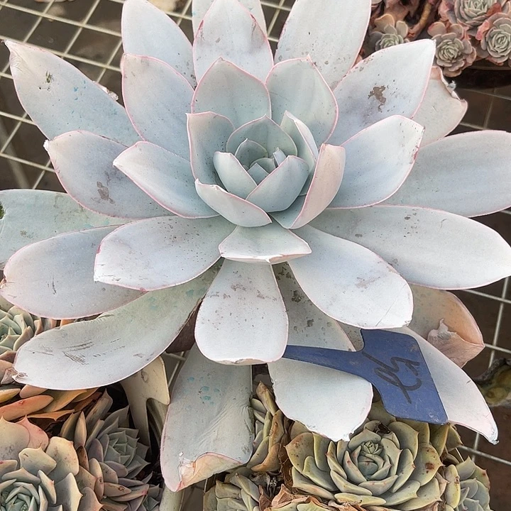 两单包邮，一物一拍52广寒宫