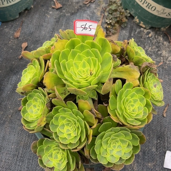 565雨荷多肉植物法师