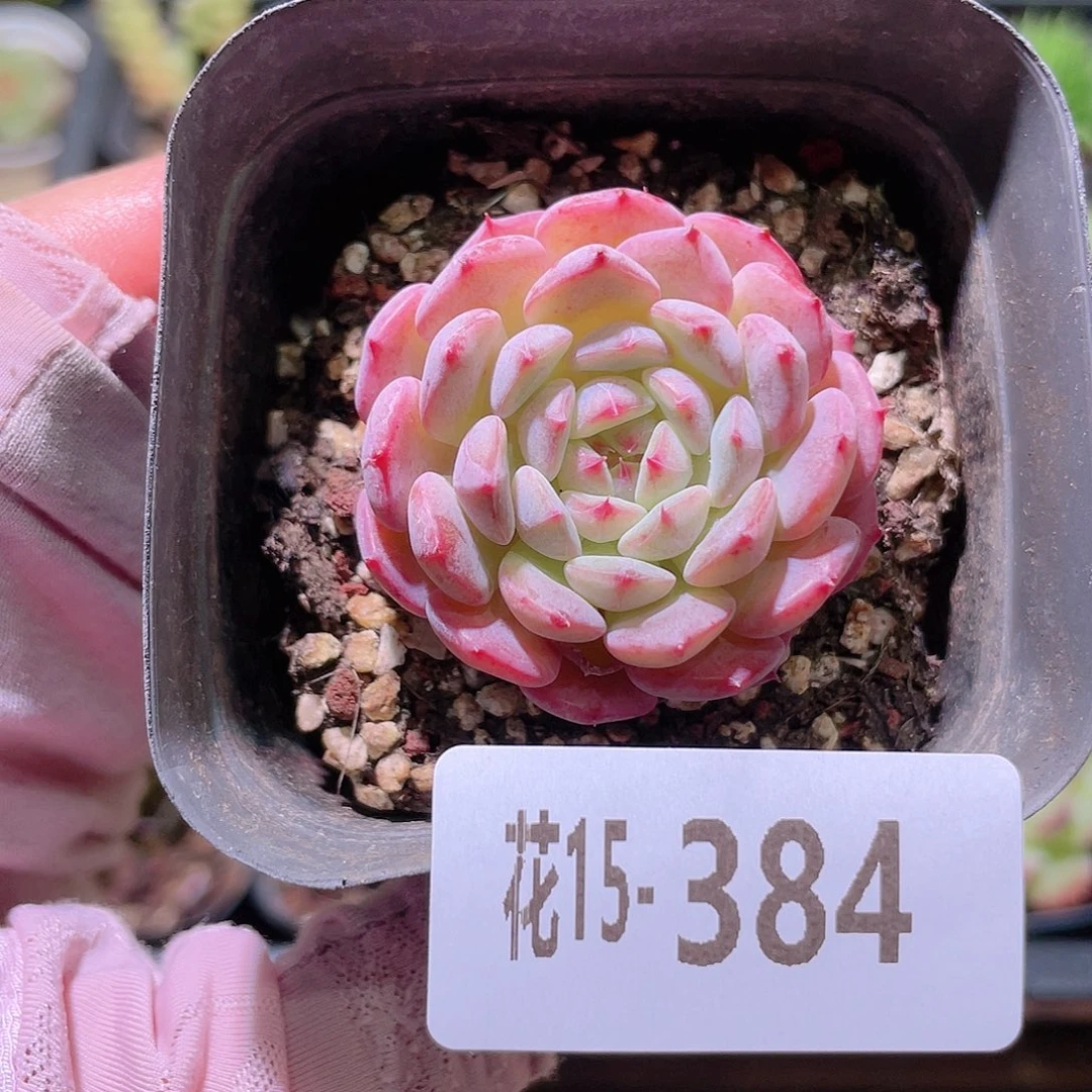 花利美15-384哈尼