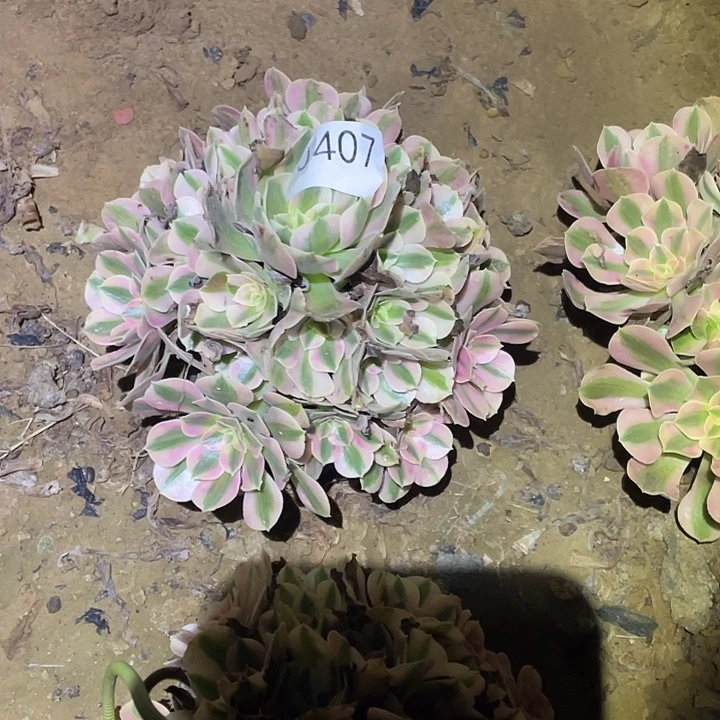 多肉植物法师不包断枝407女巫