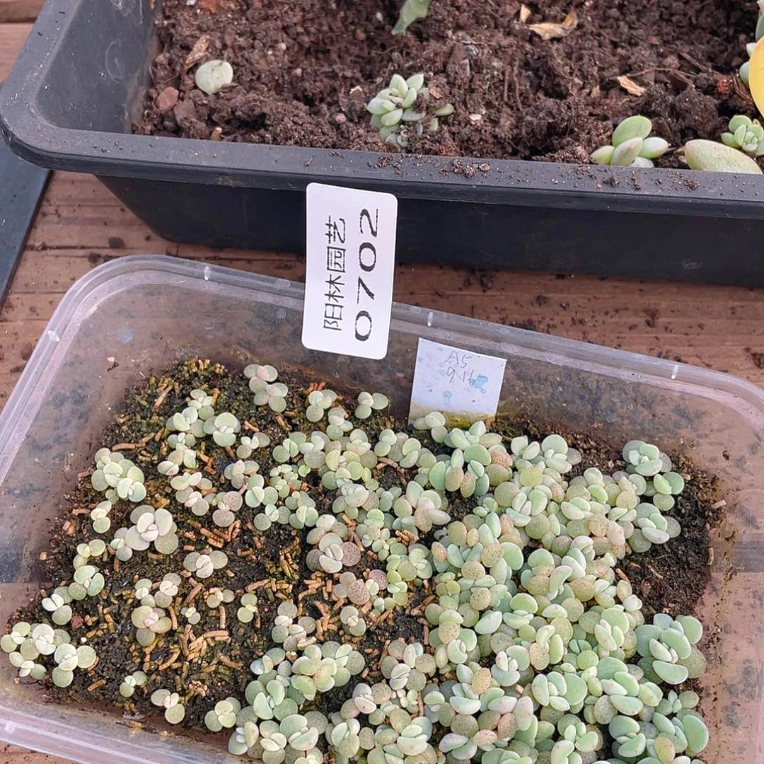 放***建多肉植物多肉植物702