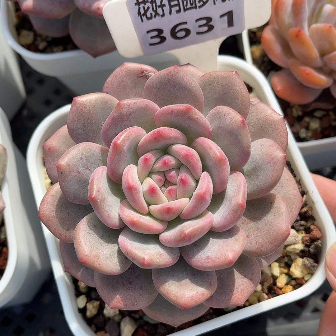 多肉植物3631 一定要拍个冷链哦
