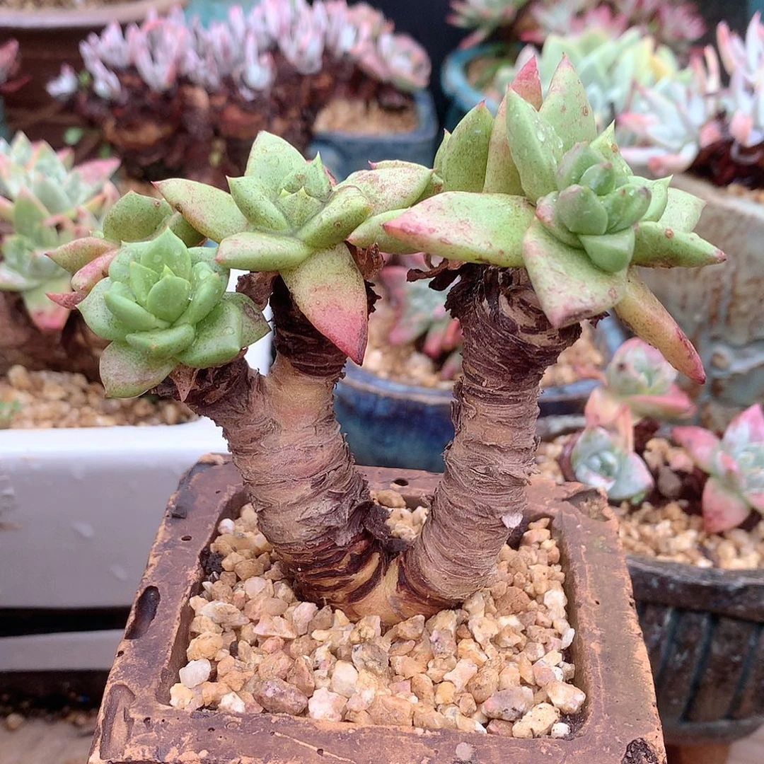 0491青钢苹果叶仙女杯