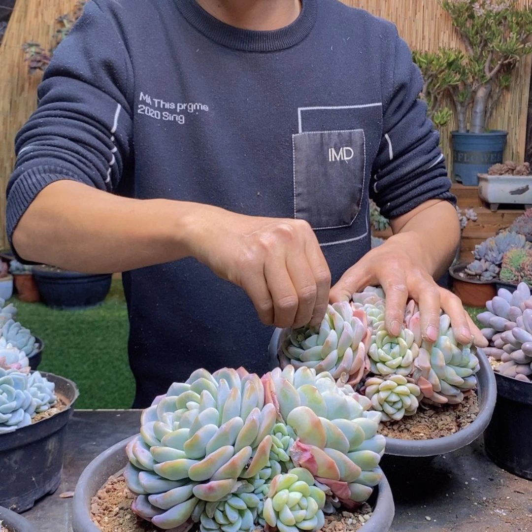 温**月A116号冰玉群生