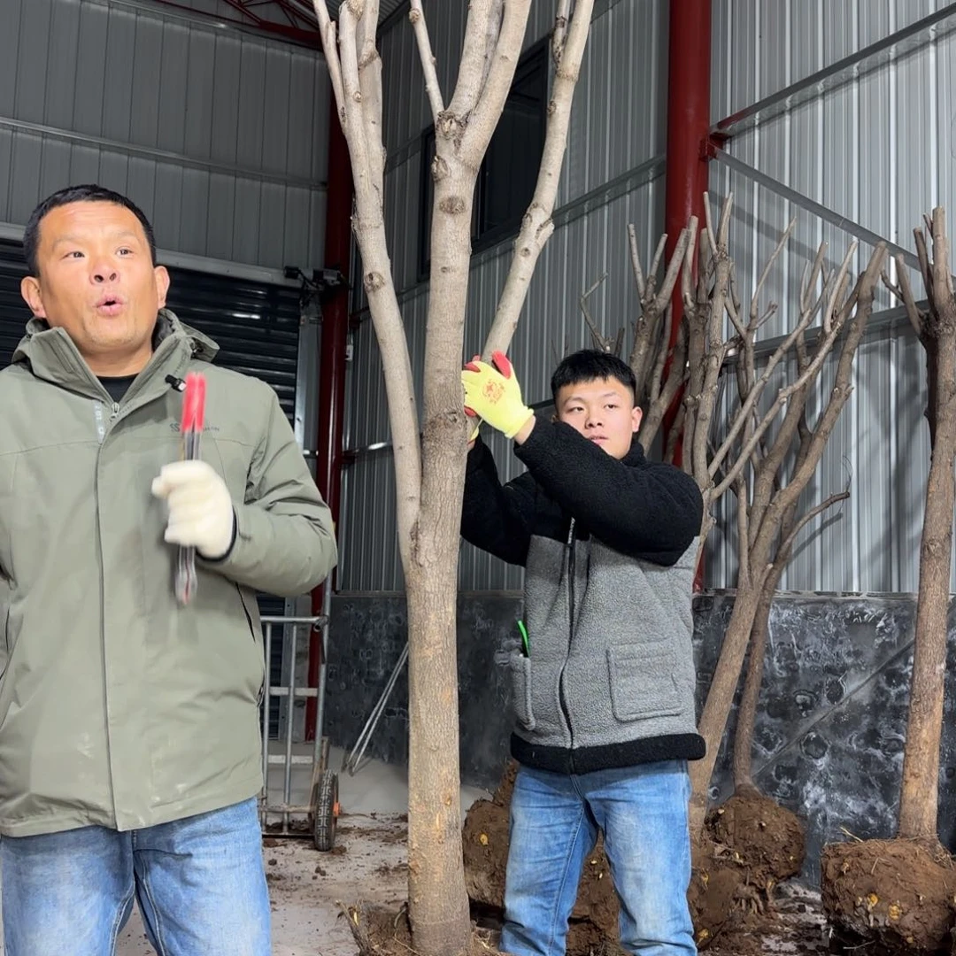 愈***痕无花朵柿子树111111