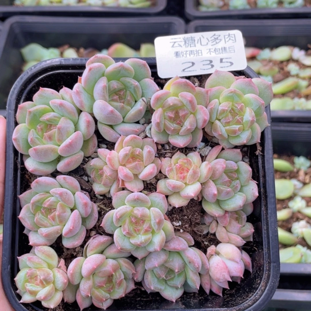 云糖心多肉植物235