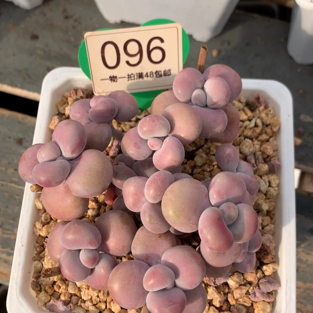 腰子蛋老桩无砍096