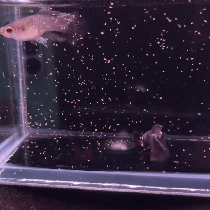 孔雀鱼大耳朵延身背熊猫种鱼1对