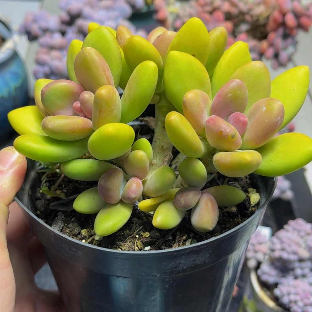 269芒果奶14厘米多肉