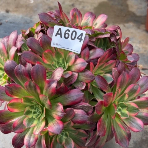 604安娜25厘米左右