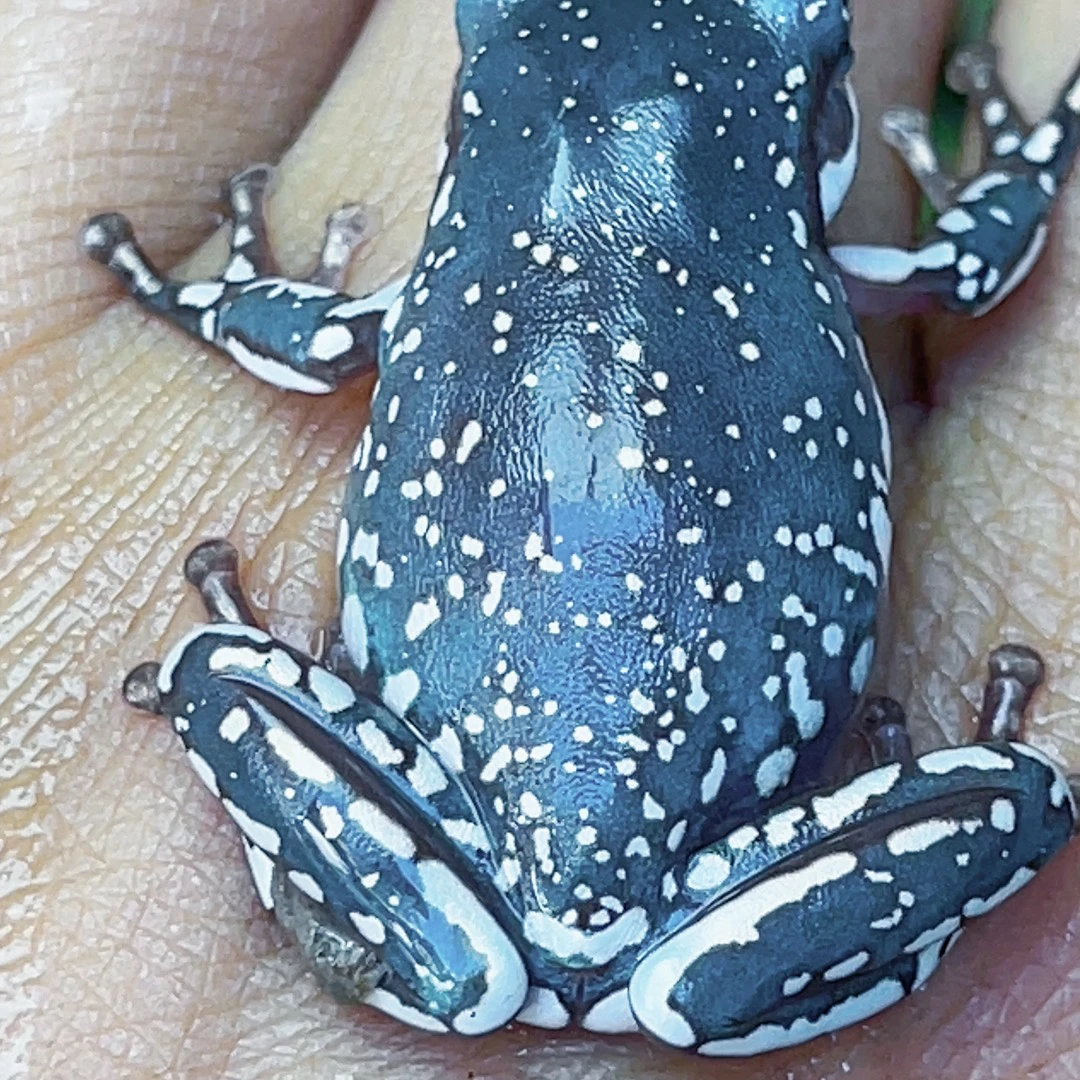 澳蓝暴雪树蛙姥爷，花腿腿，一对一挑选