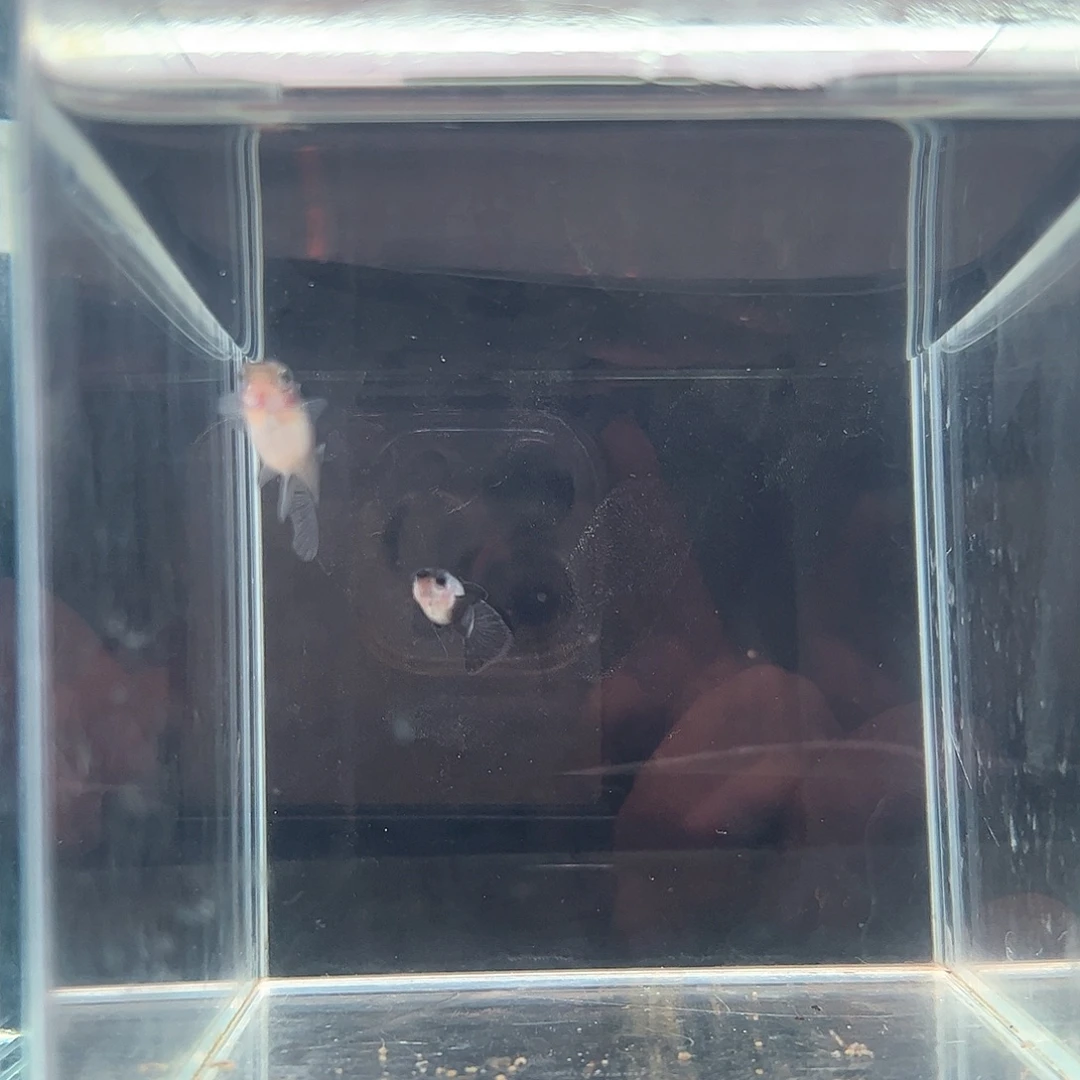 熊猫孔雀鱼链接放漏