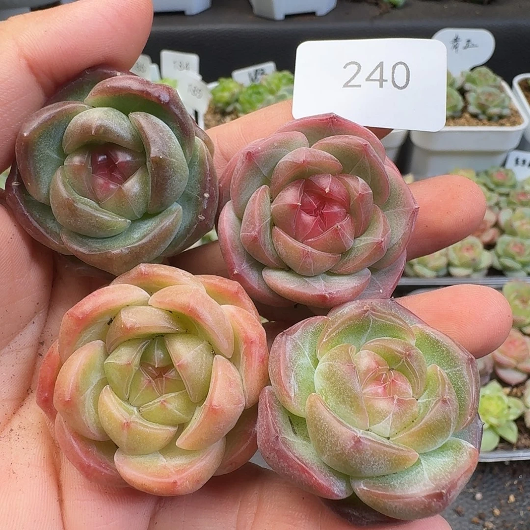 一物一拍一物一拍918-240