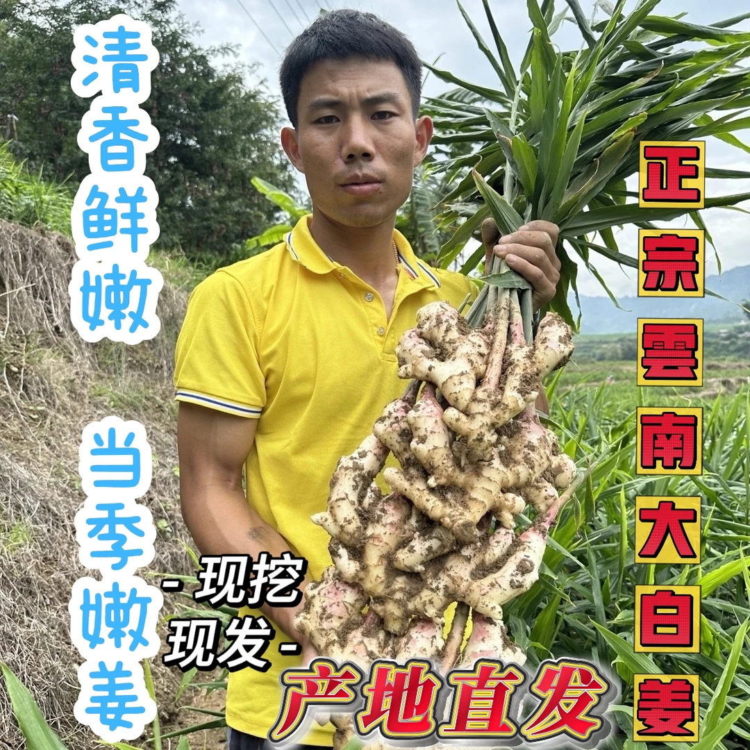 正宗云南大肉姜纯天然露天种植现挖现发鲜嫩美味
