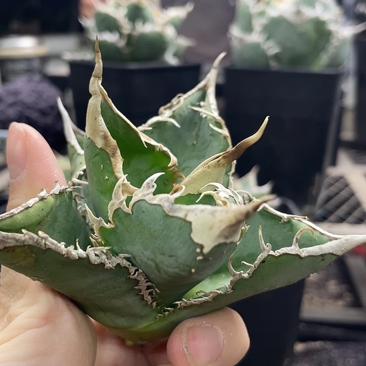 子播头盖背刺8888888