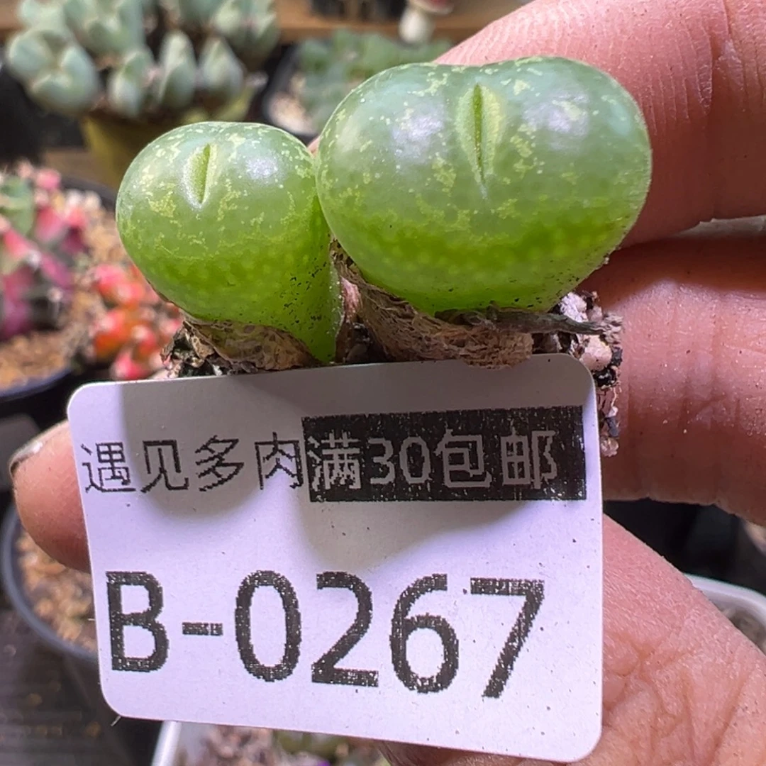 多肉植物11111111111
