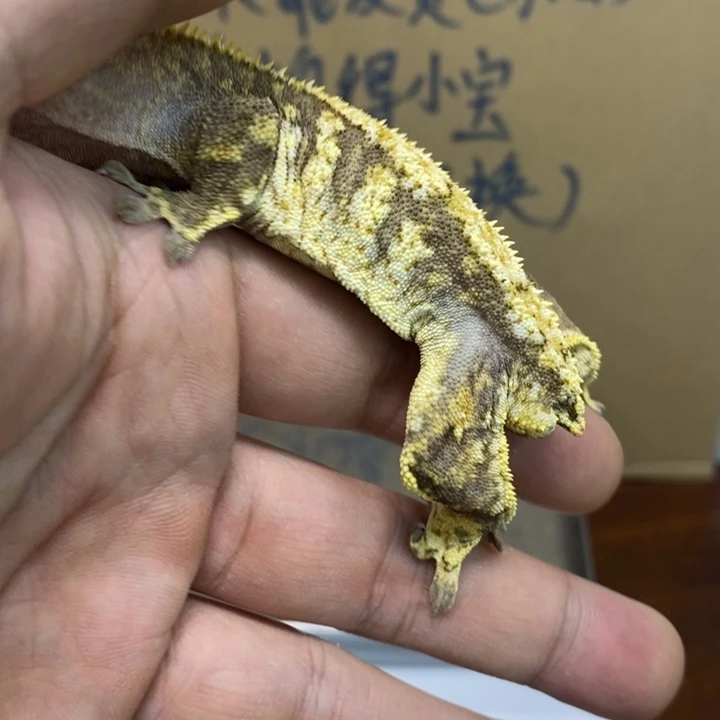 睫角守宫12.4一号