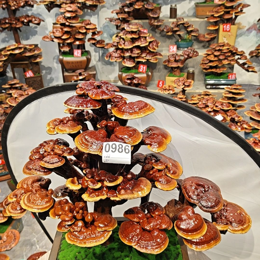 赤灵芝灵芝盆景灵芝花