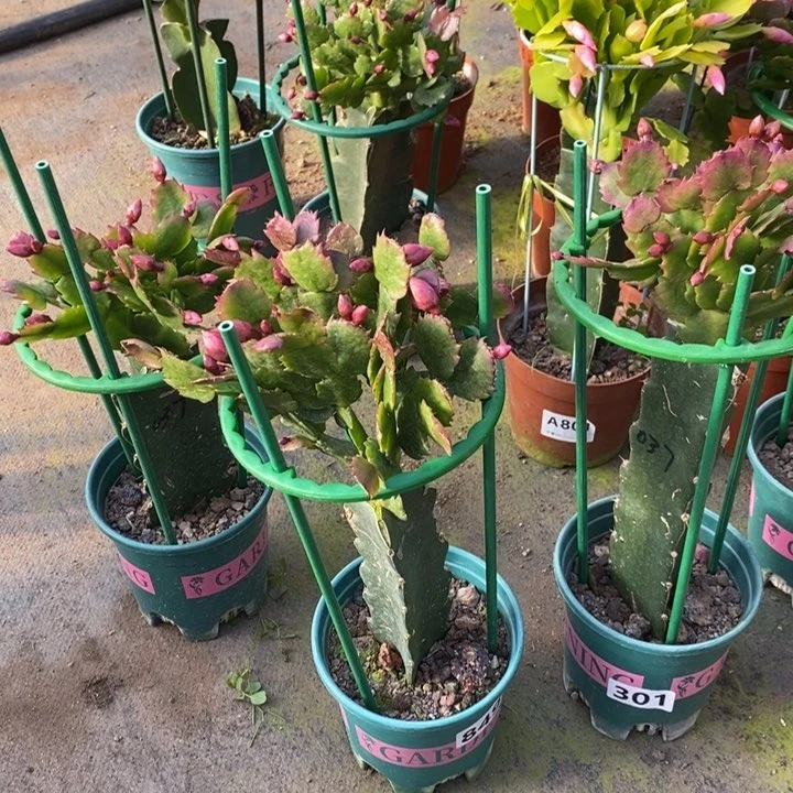 大部分花苞少量开放?**啡849嫁接037